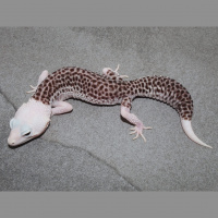 Round Table Discussion VI: With Miles Schwartz and Gary Orner