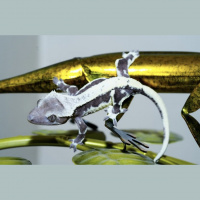 Session Five: Quality. Refinement. Progression. With Brian Butler of Altitude Exotics