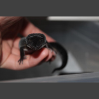 Session Sixteen: Exploring The Black Night Craze With Jay Coleman of Eco Geckos