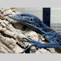 Uncovering SaSobek Part VII: Working With Different Species and Diversifying Your Collection