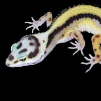 Session Eight: Leopard Gecko History In Herpetoculture With Ron Tremper