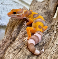 Session Thirteen: Leopard Gecko Chat With Kevin Baron