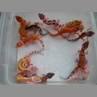 Uncovering SaSobek Part VI: Exploring 2021 Breeding Plans