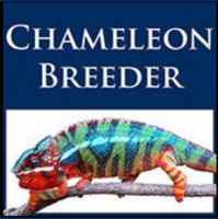 Session Twenty-One: Get To Know Bill Strand of The Chameleon Breeder Podcast