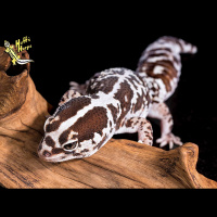 Session Sixteen: Issues With White Out Oreo AFTs?? With Seth Hoffpauir