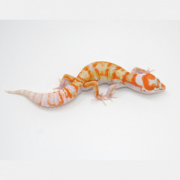 Session Fifteen: Don Hamilton From Highwoods Exotics Joins Us 