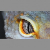 Uncovering SaSobek Part I: The Untold Truth Of SaSobek Reptiles With Matt Baronak