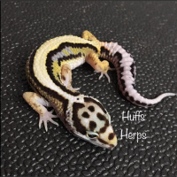 Session Fifteen: Feeder Nutrition With Seth Hoffpauir of Huffs Herps