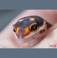 Session One: The Marathon That Is Leopard Gecko Breeding With Chris Charlton