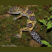 Session Thirteen: Herping and Leopard Geckos in the Wild With Luke OSullivan