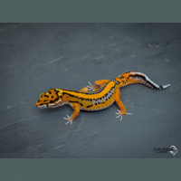 Session Two: Tenacity and Breeding at the Highest Level With Chris Charlton