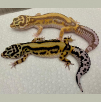 Round Table Discussion VIII: With Heidi Nielsen and Seth Hoffpauir