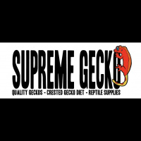 Session Seven: Micro Geckos??? With Wally Kern From Supreme Gecko