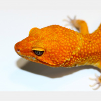 Session Seventeen: The History of the Gecko Genetics Tangerine With Jason Haygood