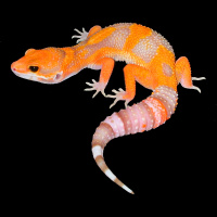 Session Nineteen: Ron Tremper Debuts The Blue Amber Eye Gene