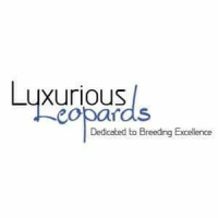 Session Five: Pat Kline From Luxurious Leopards Is Back At It Again 