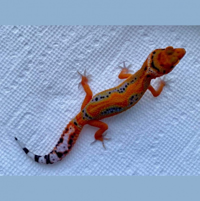 Strength In Leos Podcast