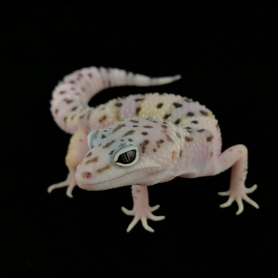 Strength In Leos Podcast