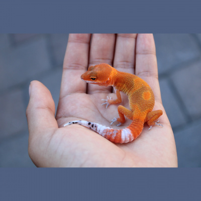 Strength In Leos Podcast