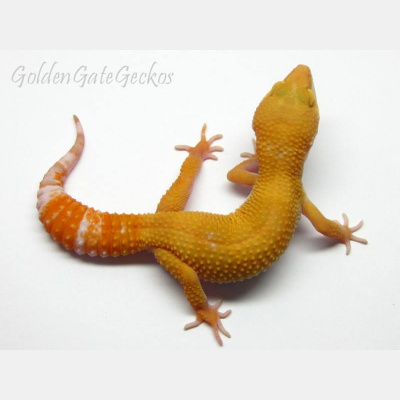 Strength In Leos Podcast