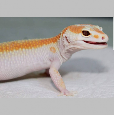 Strength In Leos Podcast