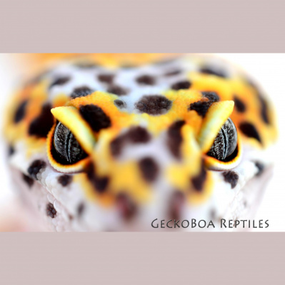 Strength In Leos Podcast