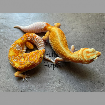 Strength In Leos Podcast