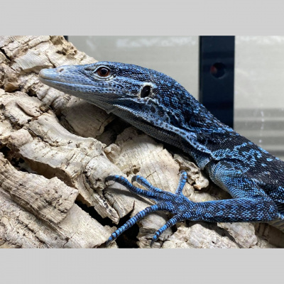 Strength In Leos Podcast