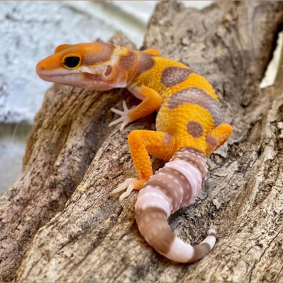 Strength In Leos Podcast