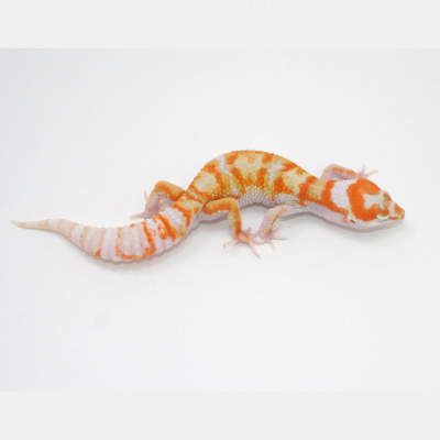 Strength In Leos Podcast