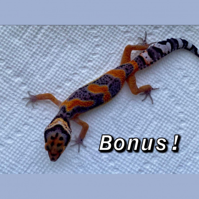 Strength In Leos Podcast