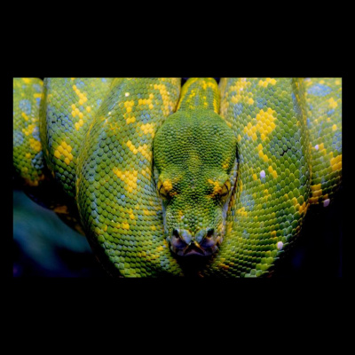 Strength In Leos Podcast