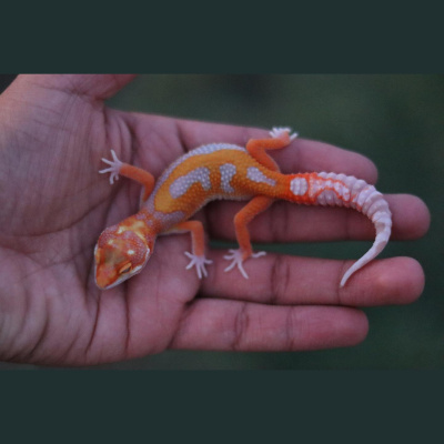 Strength In Leos Podcast