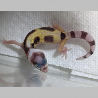 Strength In Leos Podcast