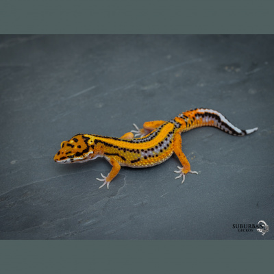 Strength In Leos Podcast