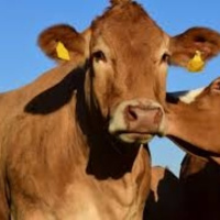 S XIX Leopldo Alas, Clarín Adios Cordera 1/5