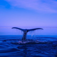 S XX Merçe Rodoreda Mi cristina