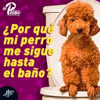 ¡Mi perro me sigue hasta al baño!