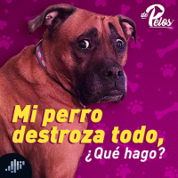 Mi perro destroza todo, ¿qué hago?