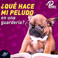 ¿Qué hace mi peludo en una guardería?