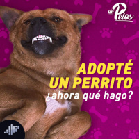 Adopté un perrito ¿ahora qué hago?