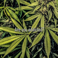 Pot Heads and Weed (EPISODE 3)