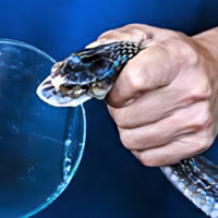 नेपालमै एन्टिस्नेक भेनम उत्पादन गर्ने घोषणा कति पूरा भयो ?