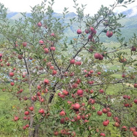 क्षतिपूर्तिपछि कर्णालीका स्याउ किसान बीमातर्फ आकर्षित 