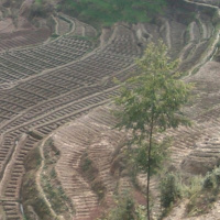 नेपालका किसानलाई रोगको चिन्ता, विज्ञहरु भन्छन् प्राविधिकसँगको सल्लाहमा मात्रै अघि बढ्नु