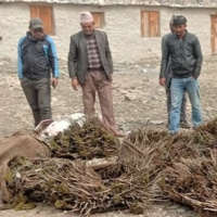 ५ वर्षमा फलफूलमा आत्मनिर्भर हुने र रोजगारीका अवसर सिर्जना गर्ने हिमाली गाउँपालिकाको योजन (अडियोसहित)