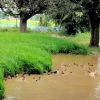 झापामा एक हजार हाँसले धान खेत गोड्दै