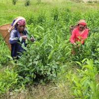 पर्वतको महाशिलामा व्यावसायिक चिया खेती 