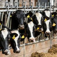 गाईलाई नै दूध खुवाउनुपर्ने किसानको बाध्यता