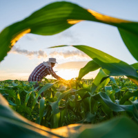 525: From farm to the future - building sustainable food systems